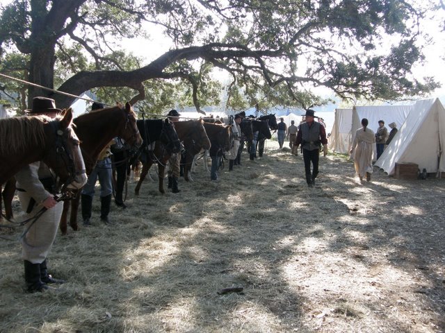horses on picket line 